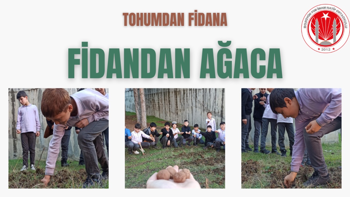 TOHUMDAN FİDANA, FİDANDAN AĞACA